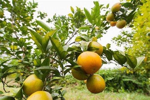 Nghệ An: Khởi nghiệp bán hàng online, cô gái xứ Nghệ 'vô tình'... có cả làng sinh thái