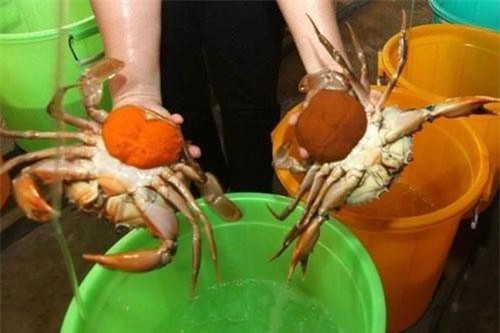 Nông dân Trà Vinh vào vụ thu hoạch cua biển nuôi, giá cao