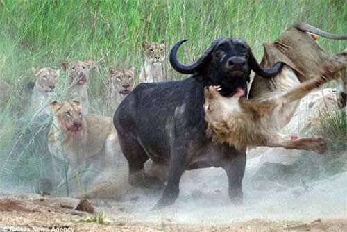 Trâu rừng giận dữ húc thủng bụng sư tử để trả thù