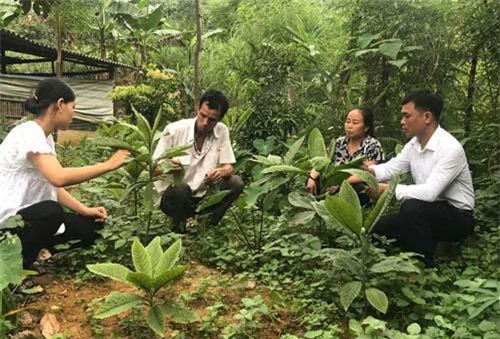 Yên Bái: Trồng cây 'lạ' bán hơn 200.000 đồng 1kg lá?