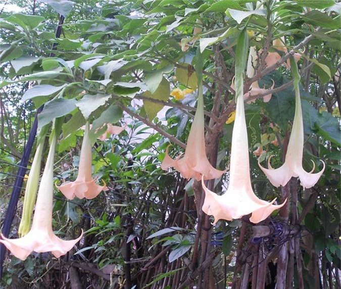Điểm danh những loại rau không nên cho vào nồi lẩu - Hình 4 Diem danh nhung loai rau khong nen cho vao noi lau-Hinh-4