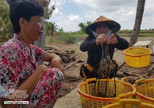 Giải pháp phát triển tôm - lúa bền vững tại ĐBSCL