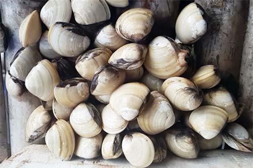 Hải Phòng: Nuôi ngao trắng xuất khẩu