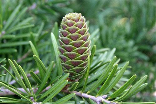 Khám phá thú vị ít ai hay về cây du sam cho gỗ quý ở Việt Nam