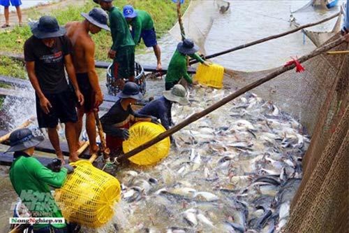 Mở rộng vùng nuôi cá tra xuất khẩu