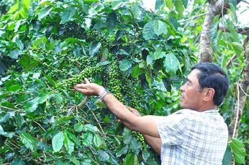 Tái canh cà phê ở Tây Nguyên vượt mốc 118 nghìn ha