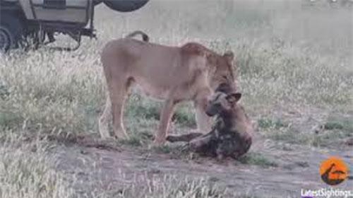 Chó hoang bị sư tử ngoạm chặt cổ vẫn tẩu thoát ngoạn mục