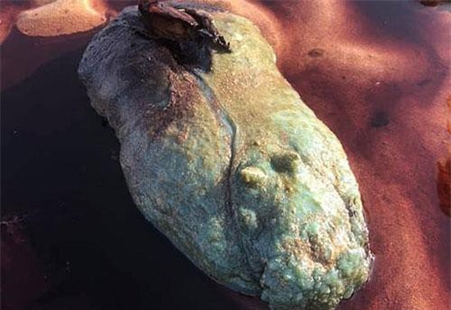 Dạo biển gặp thứ ngỡ báu vật, không ngờ là sinh vật rợn người