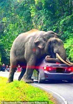 Tài xế hốt hoảng chứng kiến voi khổng lồ 'cưỡng bức' ô tô
