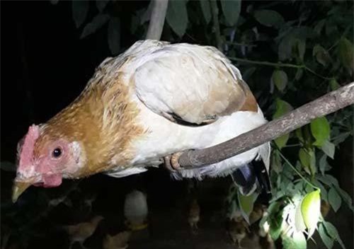 Thú vị loài gà tiến vua: Ngày ăn mối, tối ngủ cây