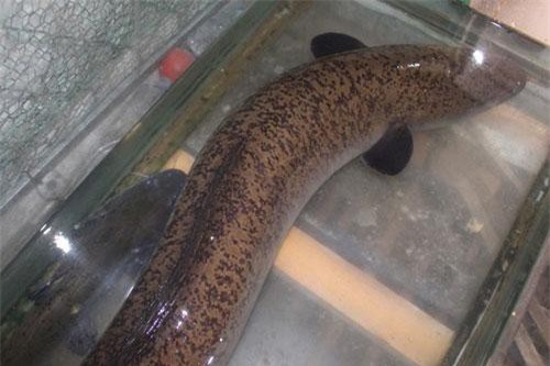 Cá lệch 'khủng' 20kg sa lưới ngư dân sông Lam Nghệ An