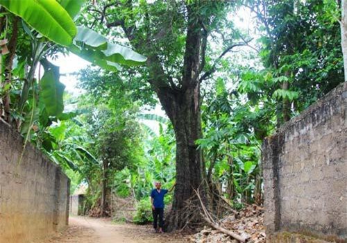 Chuyện lạ lùng nơi vườn 'báu vật' thị cổ Mỹ Trạch xanh tốt quanh năm