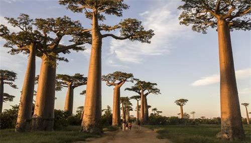 Những câu chuyện lạ ở đại lộ có hàng 'cây lộn ngược'