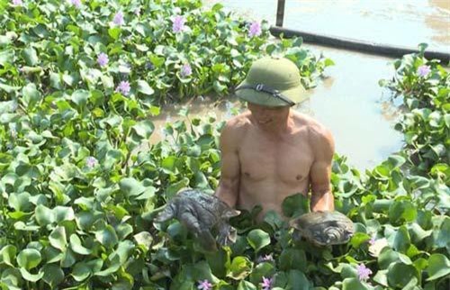 Nuôi đàn 'thủy quái' chân ngắn dưới ao bèo, kiếm bộn tiền