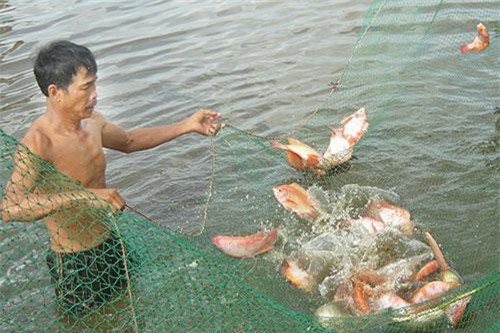 Nuôi loài cá 'chúa tể dòng sông' dân thu hàng trăm triệu đồng/năm