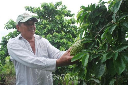 Cà Mau: Ghép mãng cầu lên gốc bình bát dại, trái nào cũng bự