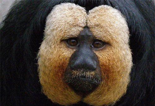 Cận cảnh loài khỉ thân hình vạm vỡ, nhưng chót mang mặt 'ông già'