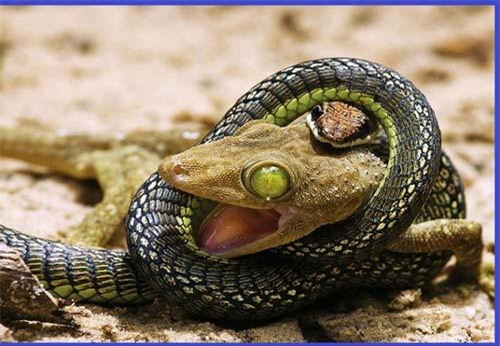 Rắn bị chính con mồi phản đòn, hốt hoảng tháo chạy vào phút cuối