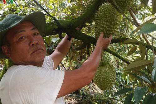 Sầu riêng được giá, mỗi ha vườn sầu riêng cho lãi khoảng 1 tỷ đồng/năm