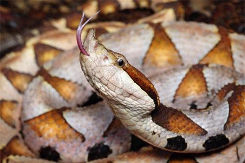 Tự chặt ngón tay vì rắn độc cắn, nạn nhận bật khóc trước kết luận của bác sỹ