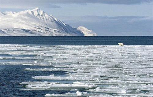 Băng tan ở Bắc Cực sẽ làm xuất hiện virus tiêu diệt hàng loạt động vật biển