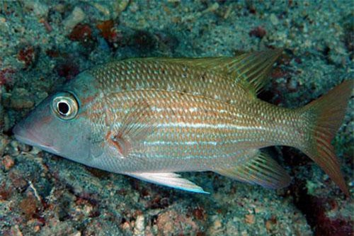 Khám phá thú vị cá hè đốm cam có ở Việt Nam, 'hút hồn' các cần thủ