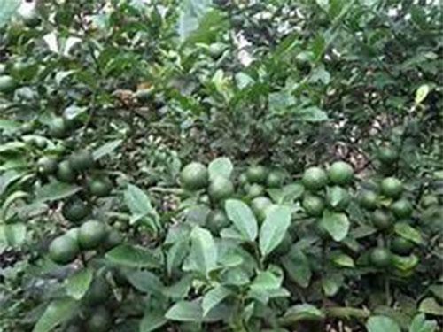 Kiên Giang: 9X trồng chanh núm, mới bán 6 tấn đã thu 100 triệu đồng