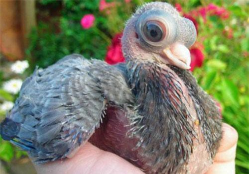 Loài bồ câu mắt lồi, nhìn ám ảnh như ngoài hành tinh
