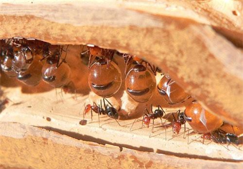 Lý giải 'choáng' về chiếc bụng căng phồng của kiến mật