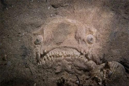 Người đàn ông 'đứng hình' phát hiện sinh vật có cú đớp tử thần