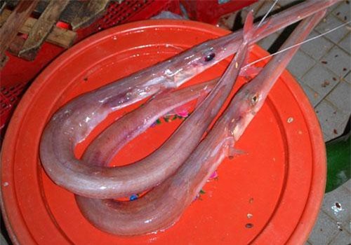 Loài cá lao miệng dài ngoằng ngoẵng, ai nhìn cũng hết hồn ở Việt Nam