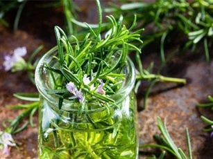 Tinh dầu hương thảo giúp tăng cường trí nhớ cho trẻ