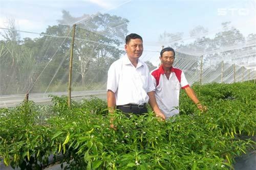 Lạ mà hay: Cho ớt sừng 'lánh nạn' trong mùng, trái đẹp, bán đắt