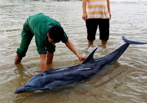 Quảng Nam: Giải cứu cá heo mắc cạn ở biển Cửa Đại
