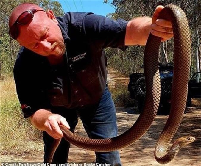 Rắn độc thứ hai thế giới 'đứng' bằng đuôi đuổi theo đớp người
