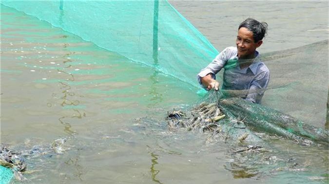 ben tre: nuoi tom cang xanh toan duc, con to bu, ban 220 ngan/ky hinh anh 1