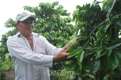 Cà Mau: Ghép mãng cầu lên gốc bình bát dại, trái nào cũng bự