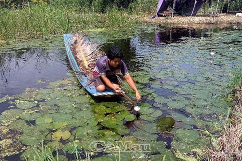 Cà Mau: Trồng bông súng kết hợp nuôi cá đồng, nhẹ công lại bán đắt hàng