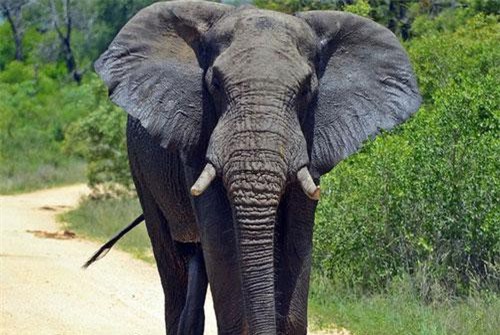 Hãi hùng voi 'bin Laden' 'khủng bố' cả ngôi làng gây chết người