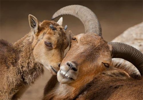 Khoảnh khắc thân mật của các loài động vật khiến chúng ta ghen tỵ