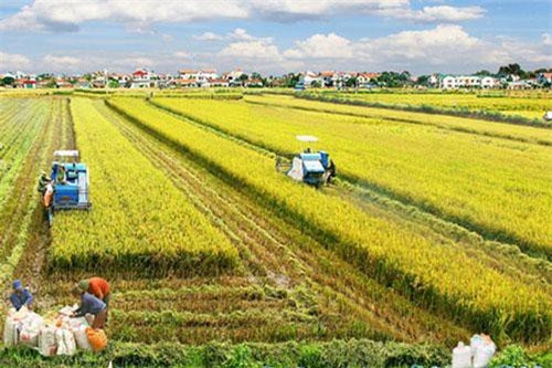 Liên kết chuỗi giá trị cho Đồng bằng Sông Cửu Long