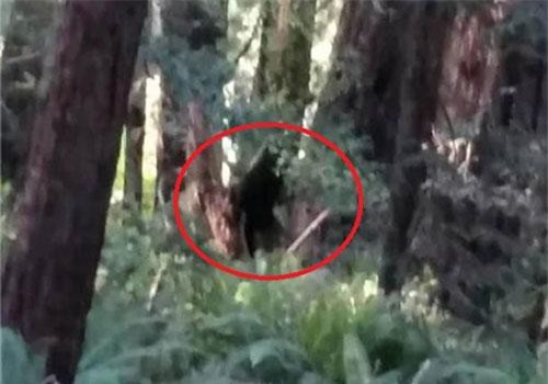 'Người sói' cao gần 3m xuất hiện, giết thú nuôi kinh hoàng ở Mỹ?