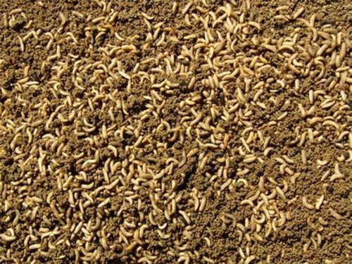 Nuôi ruồi làm thức ăn cho cá bống tượng, cá khỏe, lớn nhanh