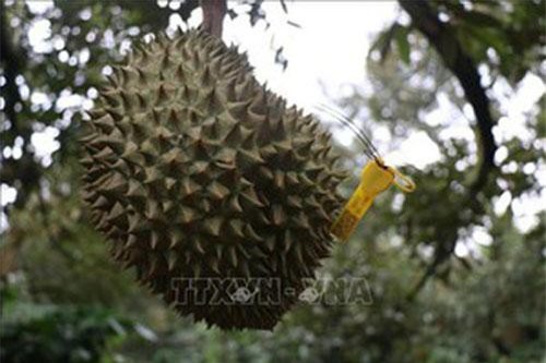 Sầu riêng nghịch vụ được thu mua với giá kỷ lục 80.000 đồng/kg