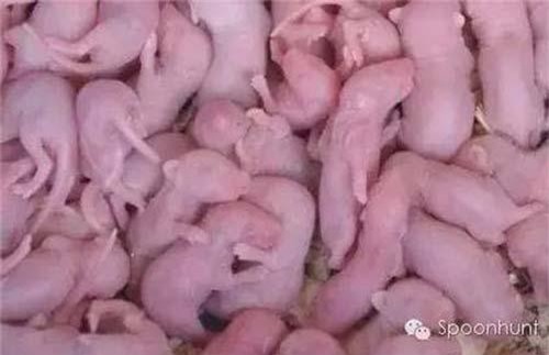 Thập đại đặc sản 'kinh dị' Trung Quốc khiến du khách 'chết đứng'