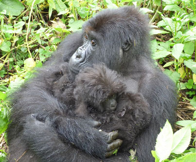 Ảnh khỉ đột núi song sinh cực hiếm quấn mẹ không rời