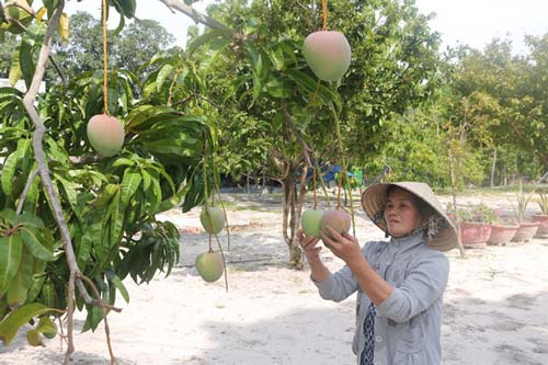 Khánh Hòa: Tháo gỡ khó khăn xuất khẩu xoài Úc sang Trung Quốc