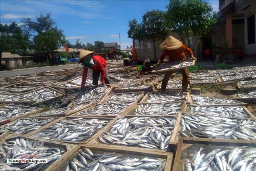 Quảng Trị: Lao đao làng nghề hấp cá xuất khẩu