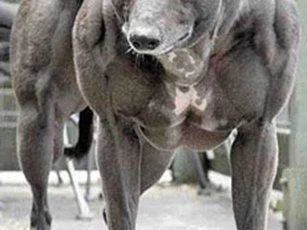 Phát sốt với những chú chó cơ bắp khủng nhất thế giới