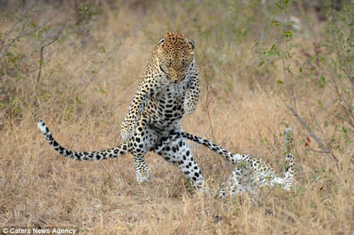 Báo nhảy “Gangnam Style” quyến rũ bạn tình